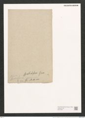 Synedra ulna var. spathulifera Grun. (de-Toni-Nr.: Genus 66, Species 2584) Zeichnungen Sammlung Grunow (NHMW-BOT-W0373591)